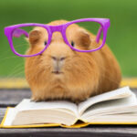 Fun Facts About Guinea Pigs
