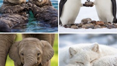 What Is the Cutest Animal Fact